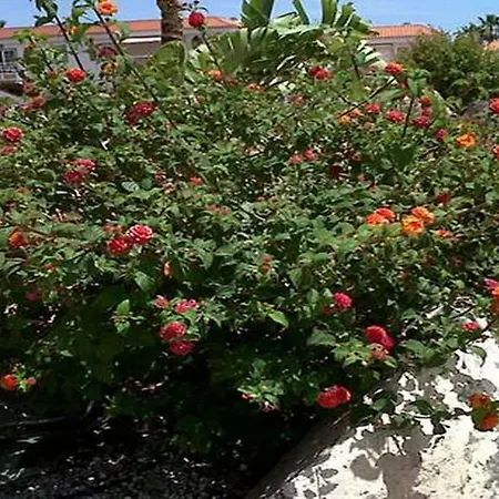 Chill-Out Apartments With Pools To Relax In Tenerife South Resort דירה Chayofa